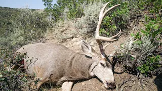 9 YARD DOUBLE LUNG SHOT ON A MASSIVE BUCK!!! - Archery Mule Deer Hunting