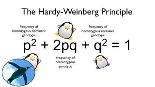 The Hardy-Weinberg Principle:  Watch your Ps and Qs