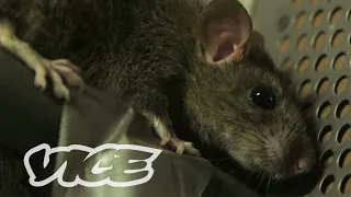 These ‘Super Rats’ are Immune to Poison