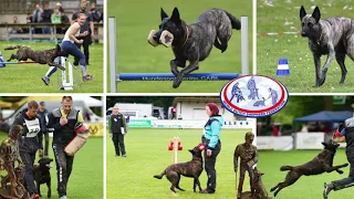 Sign up for the WDSF World Championship 2018 Dutch Shepherd