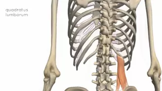 Muscles of the Posterior Abdominal Wall - 3D Anatomy Tutorial