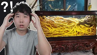 GINSENG FISH TANK?! | Fish Tank Review 246