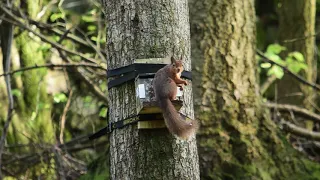 Pair of Red Squirrels, Eskdale Lake District