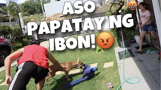 1M HALAGA NG IBON MUNTIK MAPATAY NG ASO! Kelly at Bruno lipat Antipolo! (FREE FLIGHT) | Murillo Bros