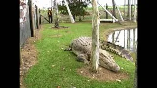 Australian Crocodiles - Around Australia