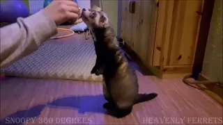 360 Degrees Ferret Snoopy