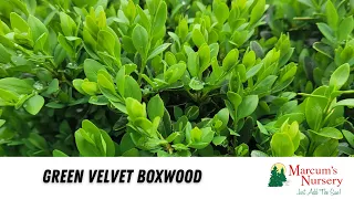 Green Velvet Boxwood