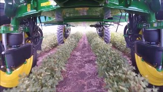 R4038 Spraying Cotton