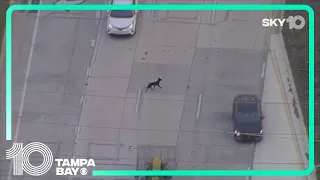 Dog gets loose after four-car crash, runs into oncoming traffic