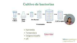 Producción de bacterias benéficas para la agricultura