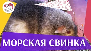 Морская свинка Дрессировка на ilikepet