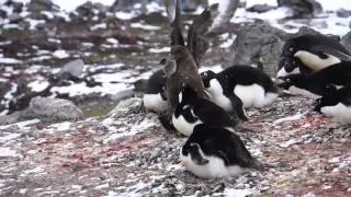 Skua eats chick penguin