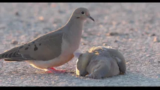 Mourning Dove - The Loss