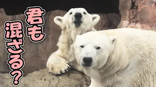 カイ ポーラ 八木山動物公園｜Polar bear ホッキョクグマ しろくま シロクマ