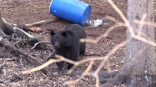 Big Alberta Black Bear Hunt