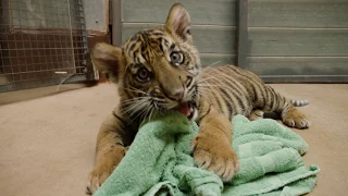 Tiger Cub Pair Gets More Room for Playtime Adventures