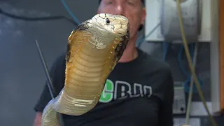 Our Rare King Cobra Survived the Surgery!