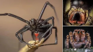 Das sind die 10 giftigsten und tödlichsten Spinnen der Welt!! 🕸