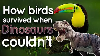 How Birds Survived the Dinosaur Mass Extinction?