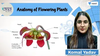Anatomy Of Flowering Plants | NEET 2022/23 | Komal Yadav