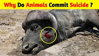 Why Do Animals Commit Suicide? | Animals Suicide Mystery