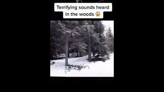 Terrifying Sounds heard in the woods