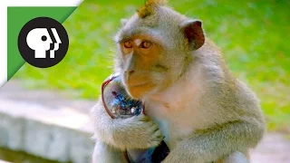 Monkeys Steal People's Belongings to Trade for Food