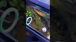 Some betta hendra tricks #aquarium #aquascape #bettahendra #bettafish