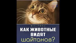 Как животные видят джиннов и шайтанов?