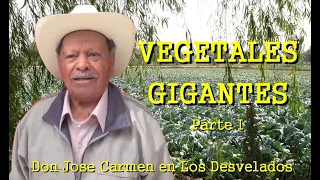 LOS DESVELADOS - DON JOSE CARMEN: VEGETALES GIGANTES - PARTE I