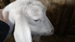 как выглядит коза за несколько часов до окота / признаки скорого окота у козы / сукотность 5 месяцев