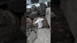 Умирающая на берегу моря чайка