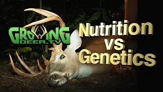 Whitetail Bucks: Antler Size And Genetics, Fact or Fiction? (#296) @GrowingDeer.tv