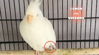 Male Bird's Foot Injured Bitten By Female