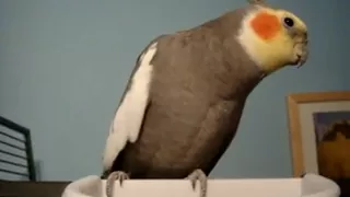 my vocal cockatiel