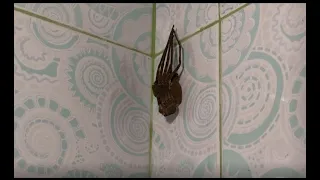 Huntsman Spider | Molting