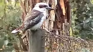 Kookaburra laughing in my backyard, near Geelong, Australia