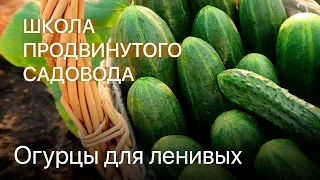 Огурцы для ленивых. Школа продвинутого садовода