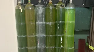 Save the planet 🌍 Algae bio reactor diy system.