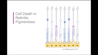 Retinitis Pigmentosa 2: Biology