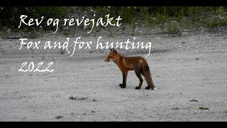 Revejakt/Fox Hunting 2022