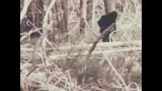 BIGFOOT Real Video Sasquatch Unknown CREATURE Wild MONSTER Film Documentary Unchallengeable Proof