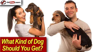 What Kind of Dog Should You Get