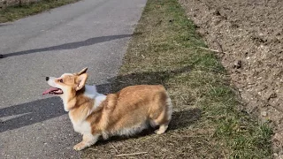 Sisi the Corgi / Samsung Galaxy S20 Ultra - 8K Video