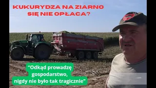 Kukurydza na kiszonkę zamiast na ziarno. Co o opłacalności mówią rolnicy?