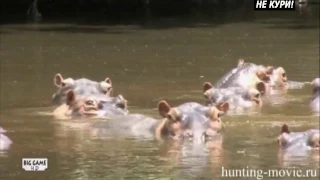 Hunting the hippopotamus. Part 1. Hunting Hippo in Tanzania