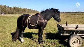 Правильная заездка лошади!!!