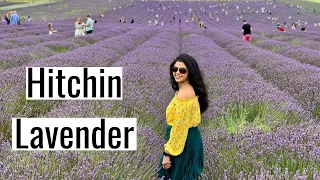 DAY TRIP TO LAVENDER FIELDS NEAR LONDON (4K) | Hitchin Lavender Farm, Hertfordshire England