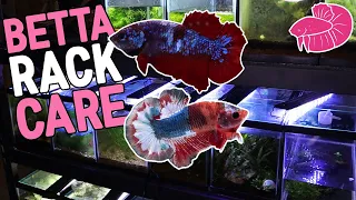 Separating Betta Fry! Fish Breeding Rack Maintenance