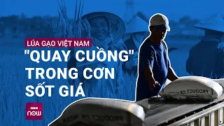 "Quay cuồng" cơn sốt lúa gạo: Giá xuất khẩu gạo "nhảy múa", lo ngại găm hàng trục lợi | VTC Now